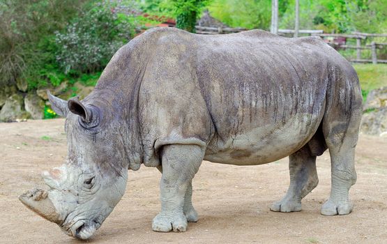 rhinoceros in a zoo