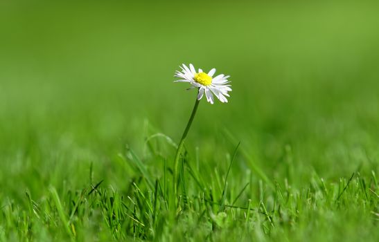 an isolated daisy in green meadow