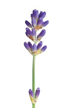 Lavender isolated on white background. Macro shot