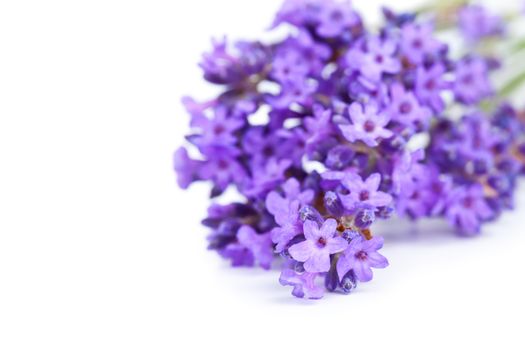 Lavender bunch on white background. Copy space. Macro shot
