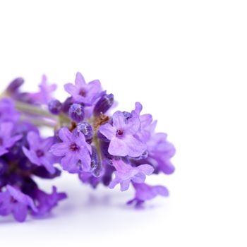 Lavender flowers on white background. Macro shot