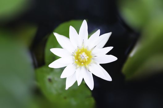 White lotus and green leaves in the pond