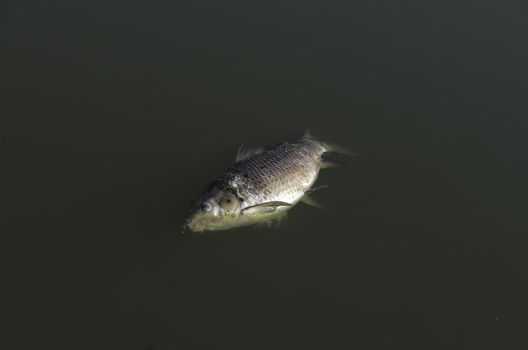 Rotten fish, flies and worms in a pond