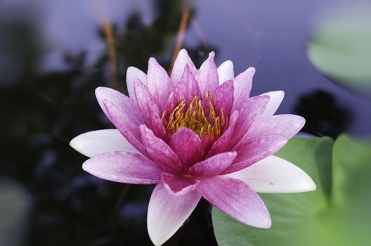 violet lotus and green leaves in the pond