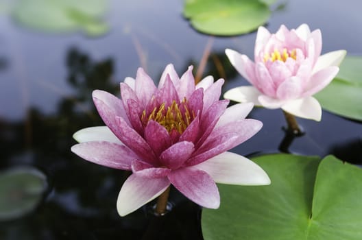 violet lotus and green leaves in the pond