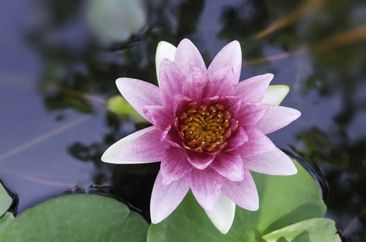 violet lotus and green leaves in the pond