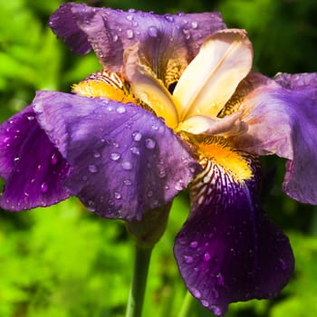 Purple German Iris or Iris germanica close up with raindrops - square image