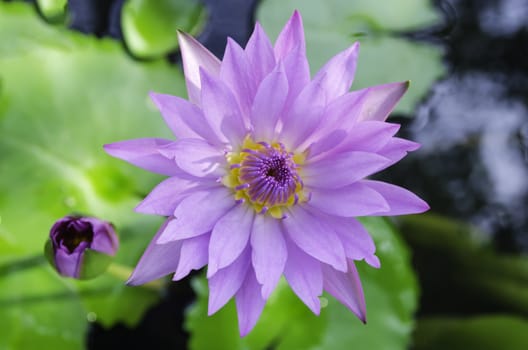 violet lotus and green leaves in the pond