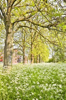 Suburb with appartments in spring with fields of white blooming flowers