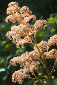 Rodgersia aesculifolia flowers in eveningsun in summer garden