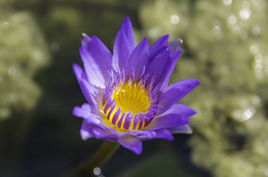 violet lotus and green leaves in the pond