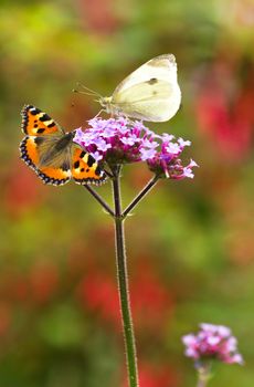 Verbena flowers with Large white and Small tortoiseshell butterflies in summer garden