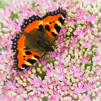 Small tortoiseshell butterfly or Aglais urticae on Sedum flowers in late summer - square