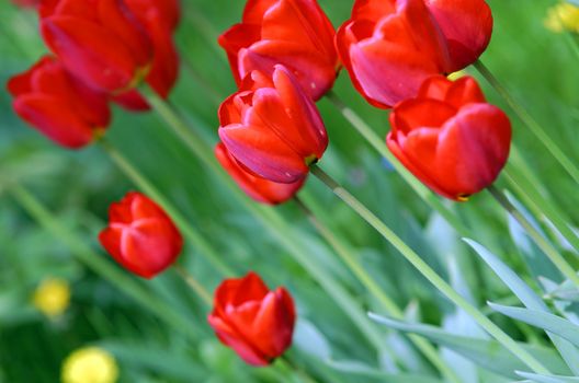 red tulip on green background