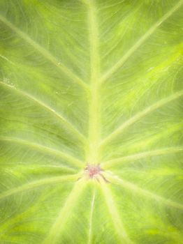 This texture background big green leaf.