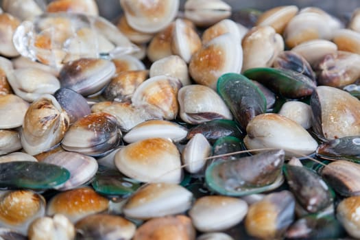 Fresh-caught mussels, background