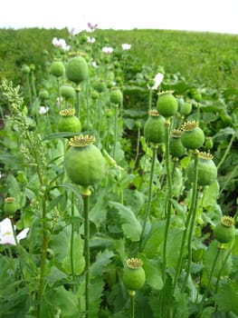 image of the green heads of the poppy