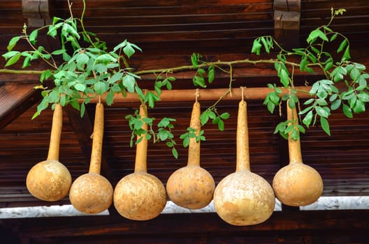 Dried gourds hanging on the beams in a house