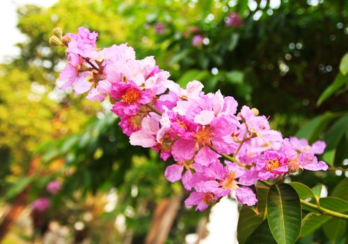 Closeup Cananga flower or Cananga odorata