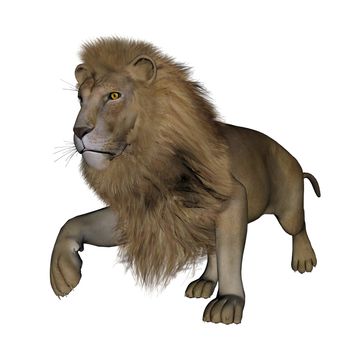 Beautiful lion with big mane walking in white background