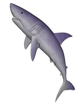 Quiet shark moving up in white background