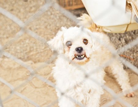 Closep a white dog in a cage