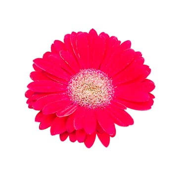 Isolated image of gerbera flower heads on a white background