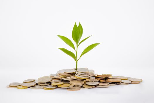 plant and coins , currency, investment and business concepts