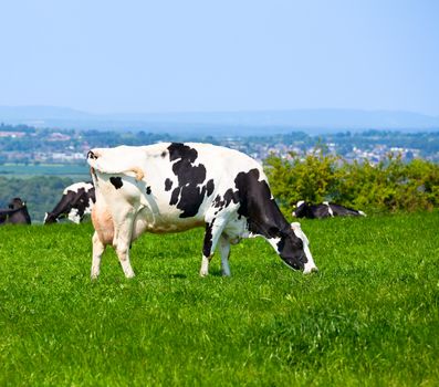 Holstein cow grazing at pasture in England