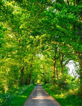 Scenic country road through oak trees in England