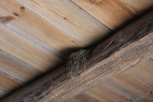 the image of nest of swallow in room