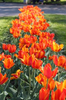 image of orange tulips on the flower-bed