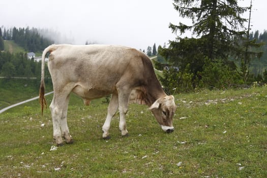 Austria the cow eating the grass on the rocky hill