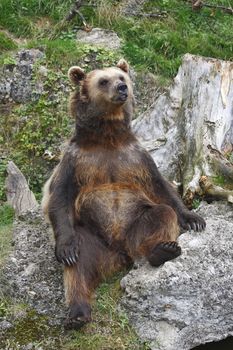 Austria one happy bear sitting on the rock