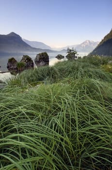 Long green grass with drops of the water