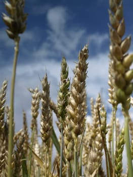 Fragment of the wheat plantation with blue sky i background