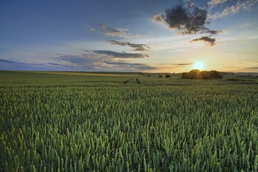 Large panorama of the green field in the moment of sunset