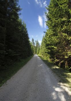 The sandy straight road in the green forest