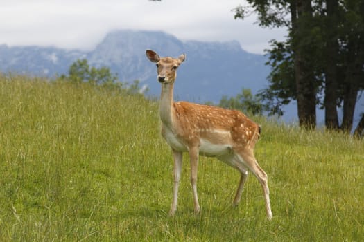 Beautiful deer staying on the grass in the mountains