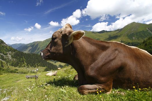 Cow in the mountains panorama