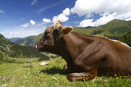 Cow in the mountains panorama