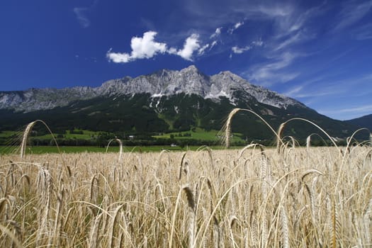 Field and large mountains panorama