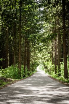 Forest road in the summer