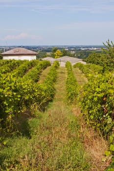 A landscape of a vineyard on a hill