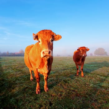 Cow on green grass and blue sky under morning sunlight