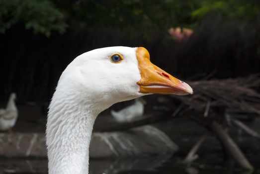 Single white goose closeup head
