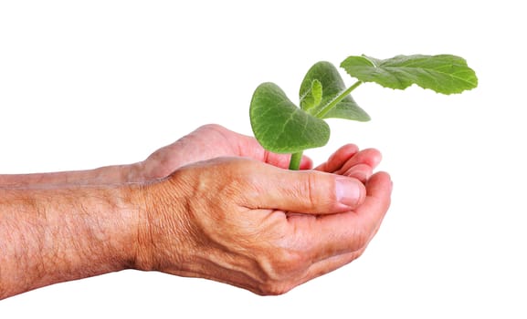 Hand holding cucumber seedling