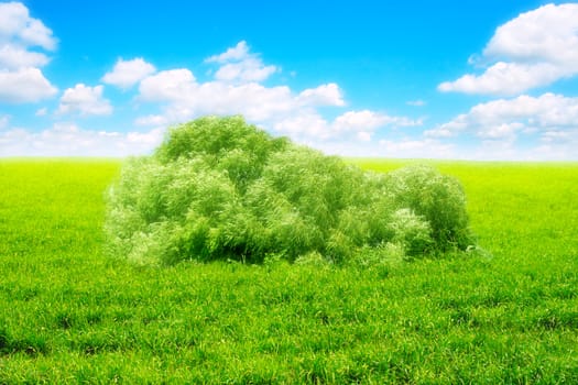 meadow and summer blue sky landscape