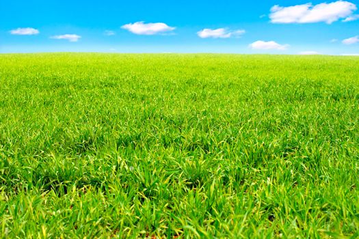 nature background with fresh grass and sky