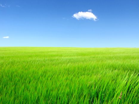 nature background with fresh grass and sky